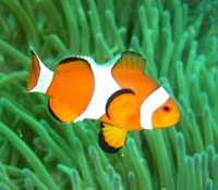 clownfish